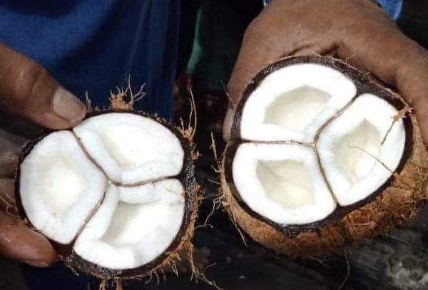 Thiruvannamalai Arunachaleswara temple had three chambers in a coconut broken by a devotee 