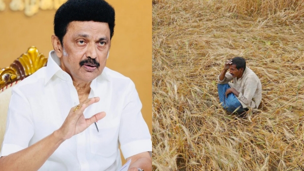 Kuruvai affect in Delta district Chief Minister Stalins annonuces Rs 13,500 Compensation to farmers Kuruvai affect in Delta district Chief Minister Stalins annonuces Rs 13,500 Compensation to farmers