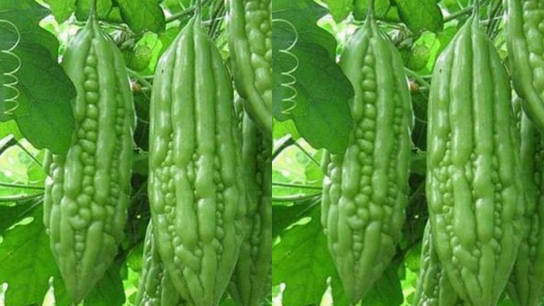 Do you know Amazing Health benefits in Bitter Gourd Leaves and bitter gourd leaf Juice is the Best Drink Do you know Amazing Health benefits in Bitter Gourd Leaves and bitter gourd leaf Juice is the Best Drink