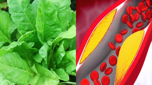 Do you know Excellent benefits in Karisalankanni Keerai and How to Prepare Superoil to stop your hairfall 