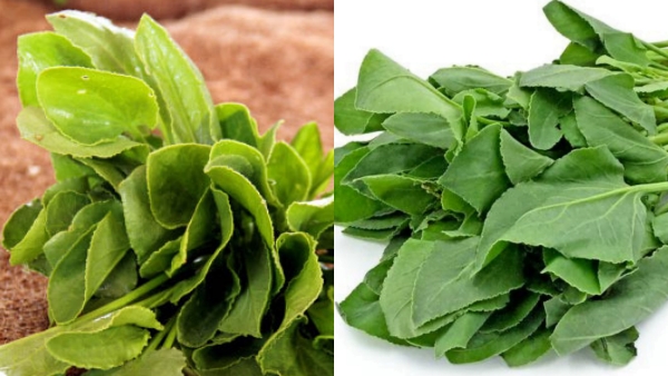 Do you know Amazing Benefits in Sukkan Leaves and Sukkan Keerai is the Best Food for Liver