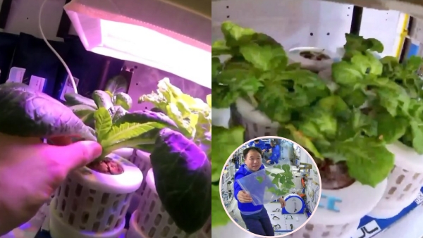 Chinese astronauts harvest lettuce, spring onions and cherry tomatoes from space garden Chinese astronauts harvest lettuce, spring onions and cherry tomatoes from space garden