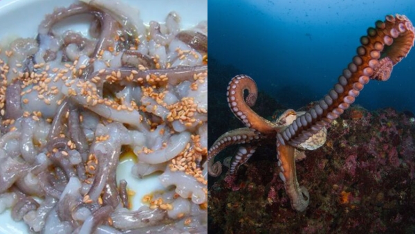 South Korean old man dies of heart attack when eating live Octopus Dish which is Worlds most dangerous food 