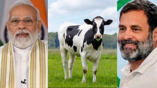  Why Cow politics is a major issue in poll issue in Rajasthan