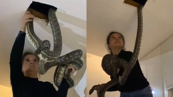 Trending Video : Australian Woman Pulls Out 2 Giant Snakes From Ceiling, Interesting reaction from netizens 