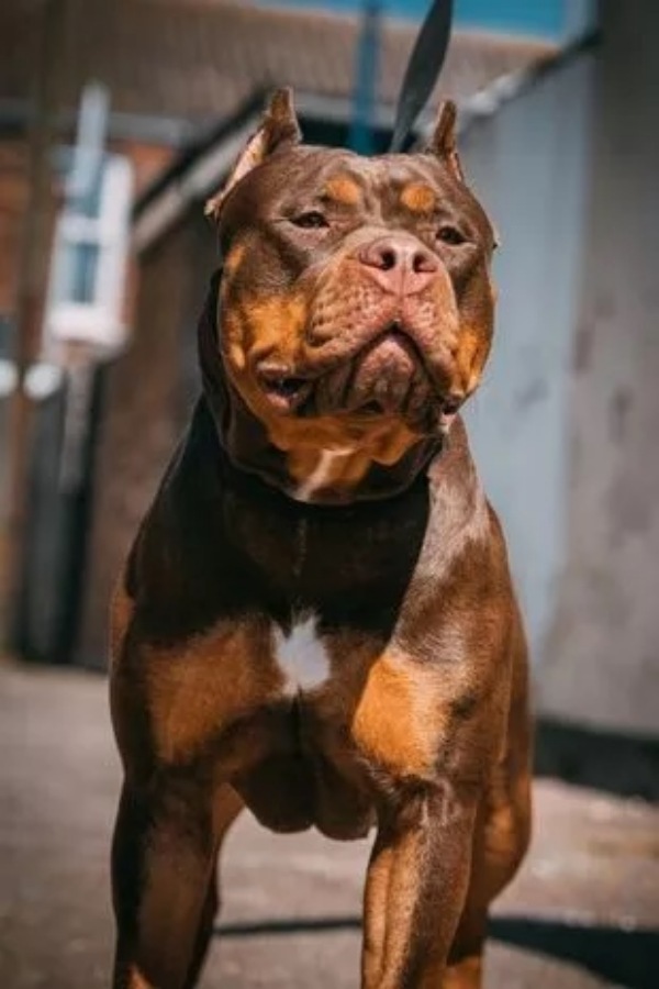 England: Neighbours feared boy, 12, was dead after seeing him savaged by dog on the street 