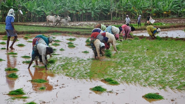 Tamil Nadu farmers to get Rs 3 lakh incentive: How to apply in uzhavan app? 