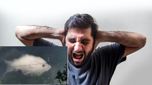 Optical illusion personality test: What You See First Reveals your emotional strength 