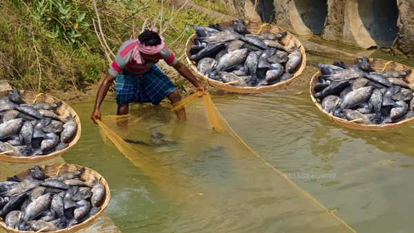 TiPV affecting jalebi fish has been reported in Tamil Nadu for the first time in India 