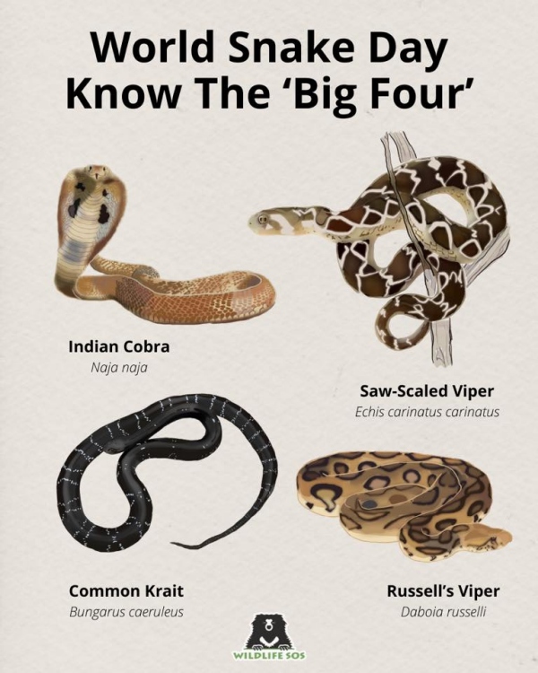Forest Ranger Sathish Nirmal explains about how to give first aid for snake bite 