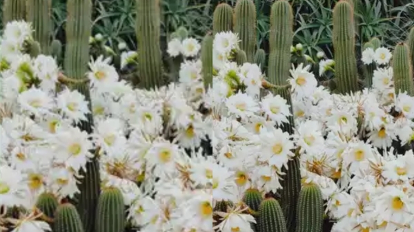 Optical Illusion; If you can find the hidden cat in the picture in 30 seconds, You are a genius 