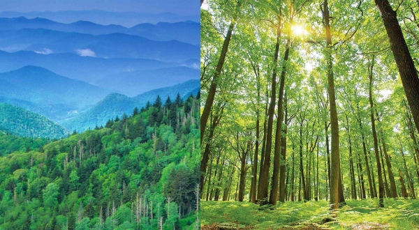 Chennai to develop a new massive urban forest cum park over 50 acres near Siruseri Sipcot 