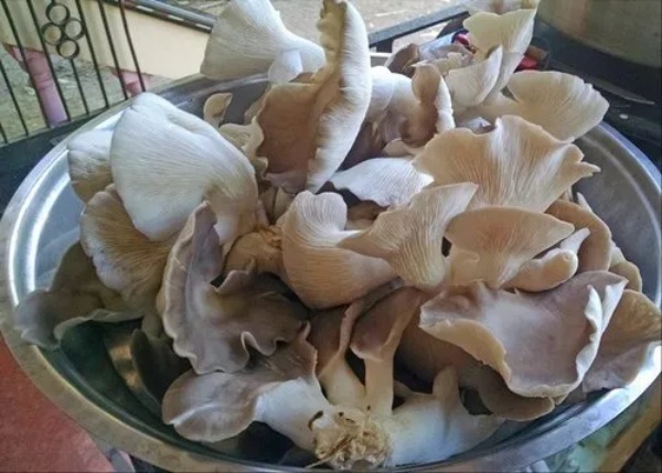 What are the health benefits of Mushroom? 
