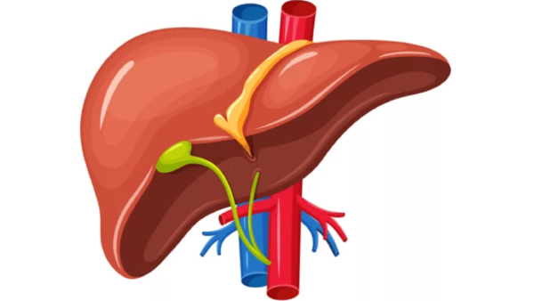 Do you know Which is the Best Food protect the liver and What are the Health Benefits of Green Tea 