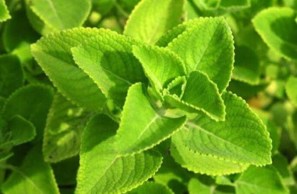 Health benefits about Omavalli Leaves and Do you know Omavalli leaf is the Best Medicine for Skin