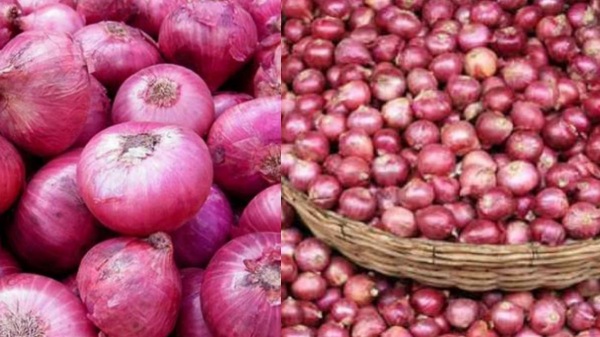 The prices of small onion and big onion are skyrocketing due to reduced supply due to rains.