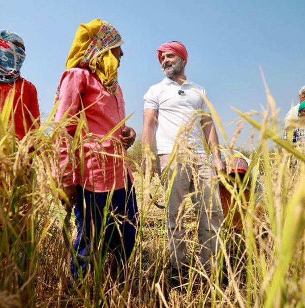  Chhattisgarh Election: Congress leader Rahul Gandhi harvest paddy in farm