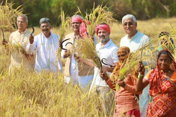  Chhattisgarh Election: Congress leader Rahul Gandhi harvest paddy in farm