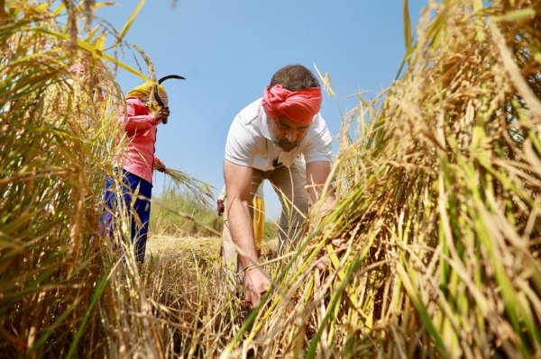  Chhattisgarh Election: Congress leader Rahul Gandhi harvest paddy in farm