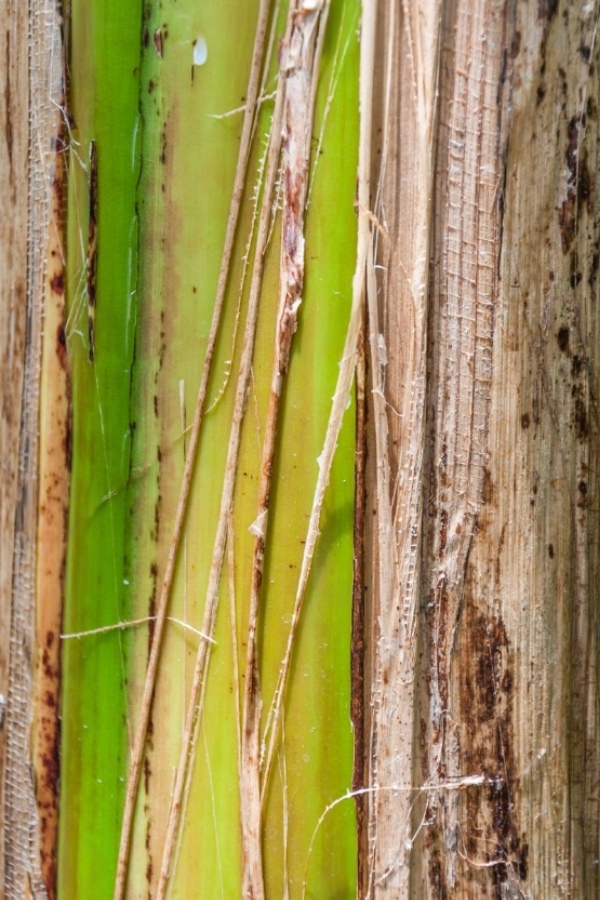Do you know the Excellent Benefits of Drumstick Bark and what are Super uses of Banana Bat