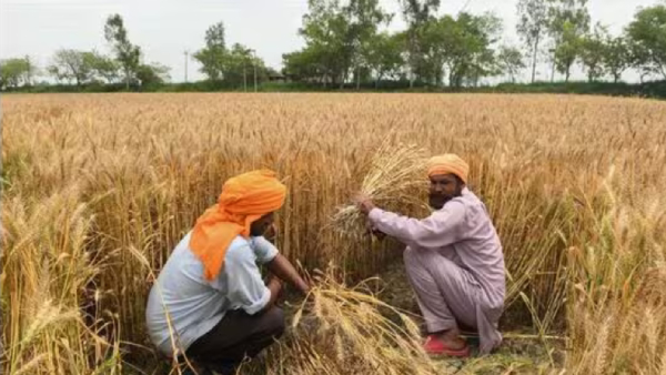 Assembly Elections: Union Cabinet approves for increase minimum support price of Rabi Crops