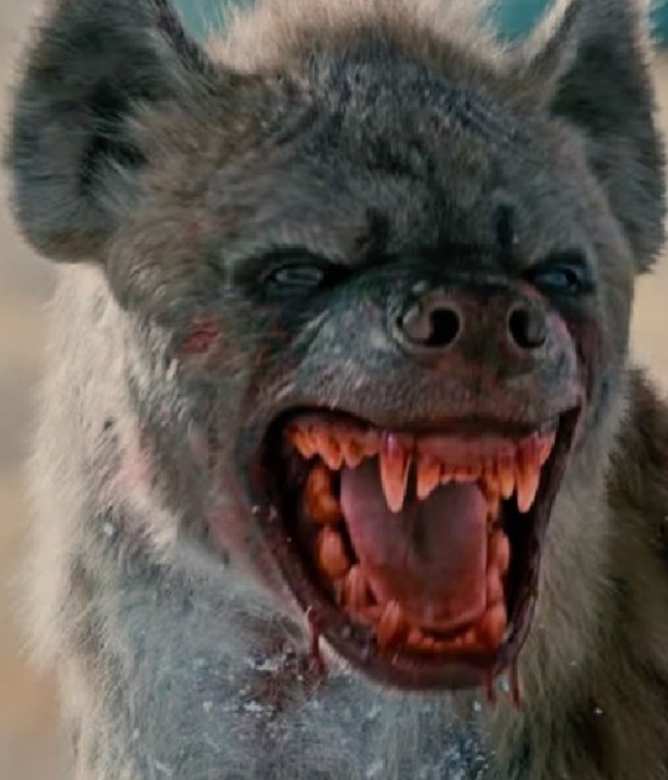 There is a indirect connection between Leo Vijay and Hyena 