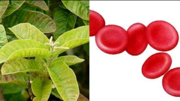 Health Benefits of Broccoli Powder and Barley is the Excellent Diet Food for Weight loss Health Benefits of Broccoli Powder and Barley is the Excellent Diet Food for Weight loss