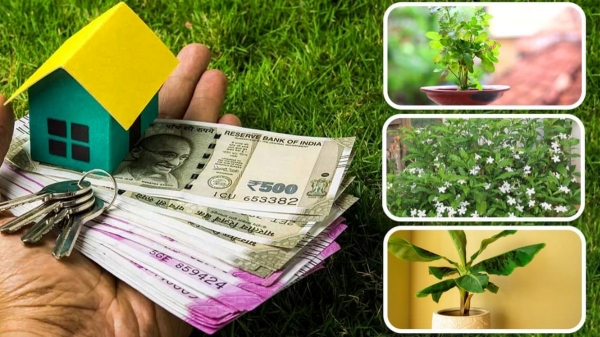 Vastu tips Tamil: Divine plants that bring cash income to the home Unending debt remove Parikaram 