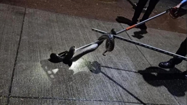  Worlds longest reticulated python python caught at Madras IIT