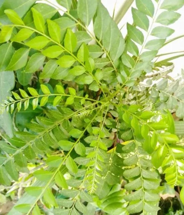 Best tips to grow the Healthy Hair and Do you know what foods are rich in vitamin E Best tips to grow the Healthy Hair and Do you know what foods are rich in vitamin E