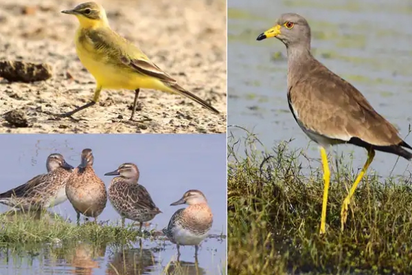 Velachery Medavakkam: Chennai Pallikaranai wetland visit rare type of birds and What are the 72 Birds