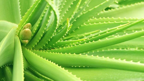 Do you know Amazing Health benefits of Aloe Vera and Aloe vera Soorana is the Excellent for women