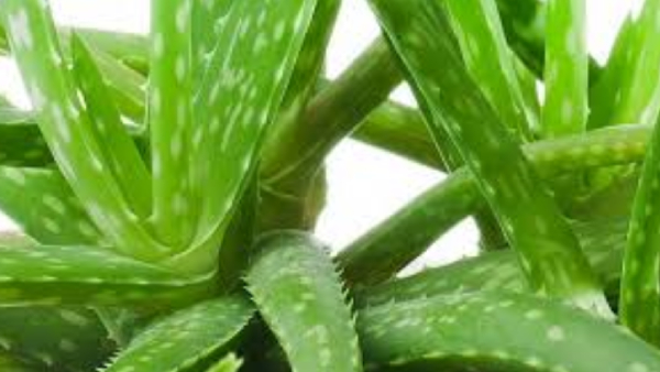 Do you know Amazing Health benefits of Aloe Vera and Aloe vera Soorana is the Excellent for women
