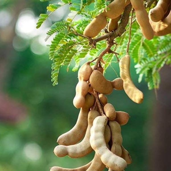Health benefits of Puliyan Keerai and Do you Tamarind Leaves are the Best for Anemia Health benefits of Puliyan Keerai and Do you Tamarind Leaves are the Best for Anemia