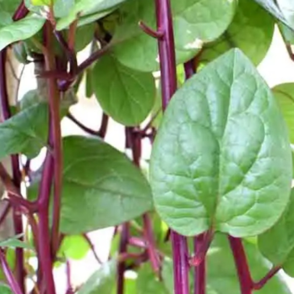 Health benefits of Puliyan Keerai and Do you Tamarind Leaves are the Best for Anemia Health benefits of Puliyan Keerai and Do you Tamarind Leaves are the Best for Anemia