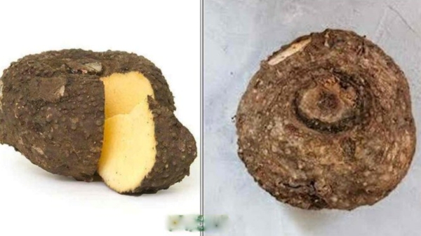 Do you know Excellent Benefits in Karunai Kizhangu and Elephant Foot Yam is the Best Food for Weight Loss 