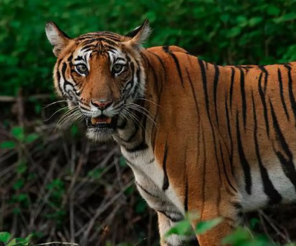 There is link with Bavaria robberers in tiger hunting at Sathyamangalam 