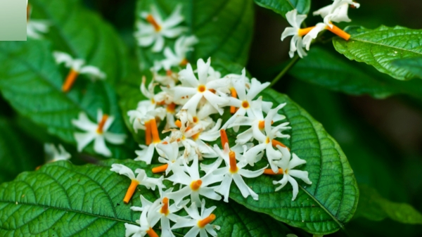 Do you know the medicinal benefits of Parijatham flower? 