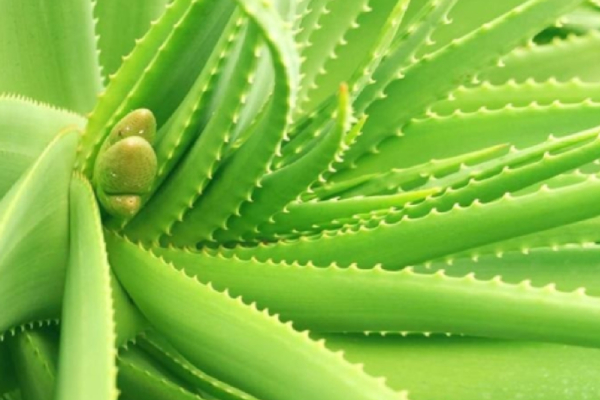 Do you know the Excellent Benefits of Green Tea and What are the Super tips to Strengthen the Gums