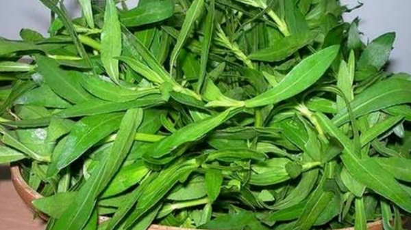 Do you know the Excellent Health Benefits in Ponnanganni Keerai and Amazing uses of Ponnanganni Leaves