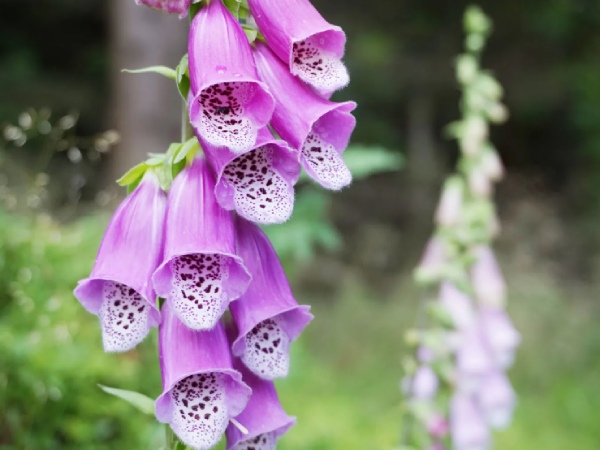 Beautiful flower loved by many people around the world can cause heart attacks 