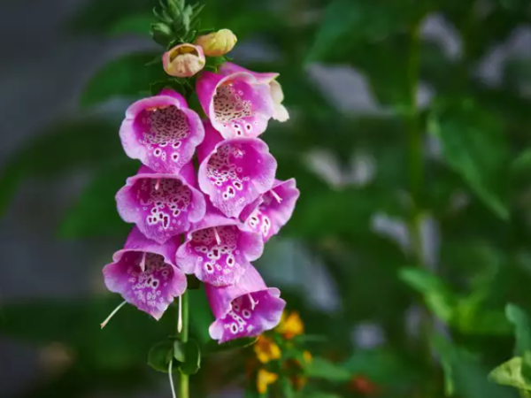 Beautiful flower loved by many people around the world can cause heart attacks 