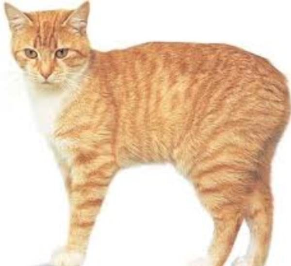 Tilapia Fish and Do you know what are the symptoms of the New Virus that infects cats in Chennai