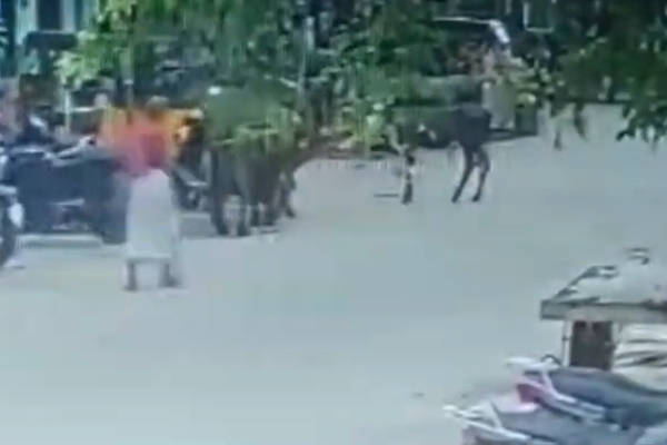 Cow hits a Elderly man seriously injured at Tiruvallikeni, Chennai Cow hits a Elderly man seriously injured at Tiruvallikeni, Chennai