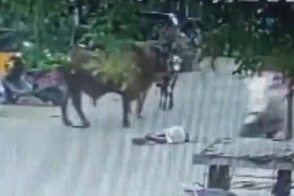 Cow hits a Elderly man seriously injured at Tiruvallikeni, Chennai Cow hits a Elderly man seriously injured at Tiruvallikeni, Chennai