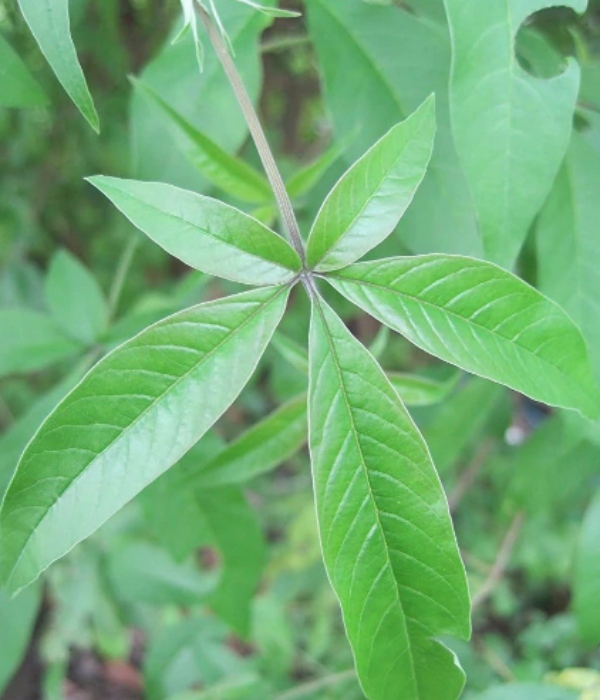 Do you know Amazing Health Benefits of Nochi Leaves and Nochi leaf is the Best Herbal for Lungs