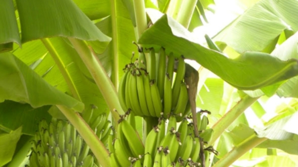 Health Benefits in Banana Leaves and Do you know why do we Built Banana Tree for auspicious occasions 