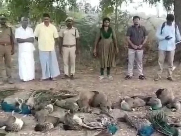 Coimbatore incident and 33 Bunch of peacocks found near Kovai, Tirupur 