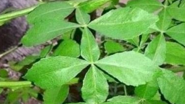 Do you know the Excellent benefits of Vilvam Leaf and Aegle Marmelos is the Best Medicine for Skin care