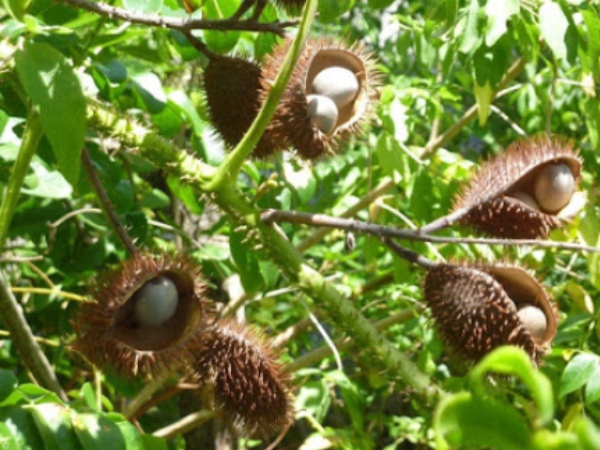 Do you know the Amazing Health Benefits in Kazharchikkai and Kalarchikai is the Best protection for uterus 